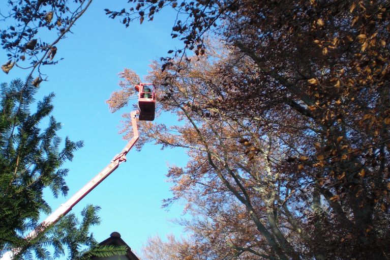 Gehölzschnitt, Klettertechnik, Hubsteiger